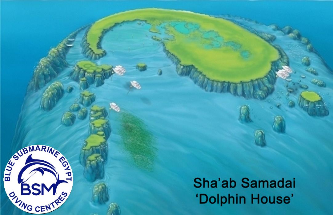 DOLPHIN HOUSE