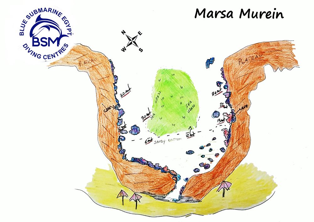 MARSA MUREIN