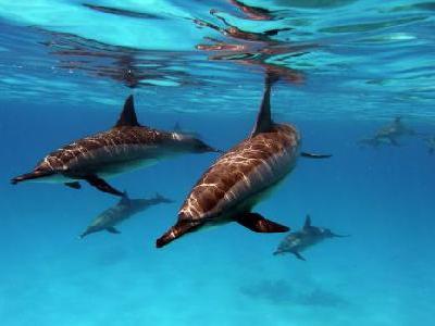 Sataya Reef (Dolphin Reef) – Nuotare con i Delfini&hellip;